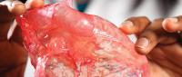 A person holds a detailed, translucent 3D-printed model of a human heart.